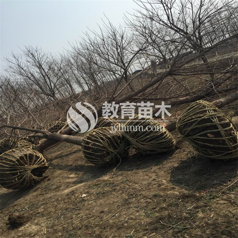 <b>发往徐州的20公分重阳木装车现场</b>