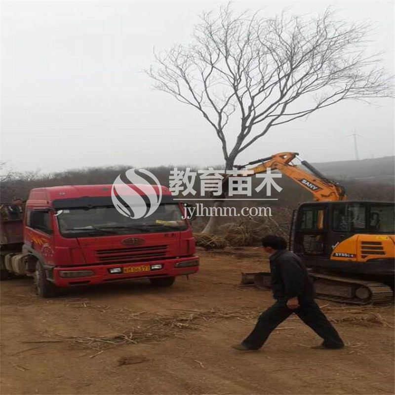 <b>发往浙江温州的15公分朴树装车现场</b>