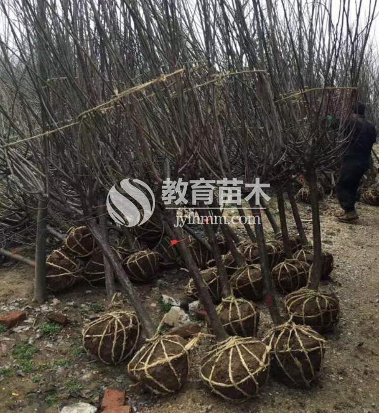 安徽客户采购500棵红梅等树